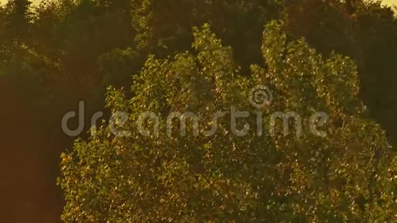 白杨树的树枝摇曳着晨风视频的预览图