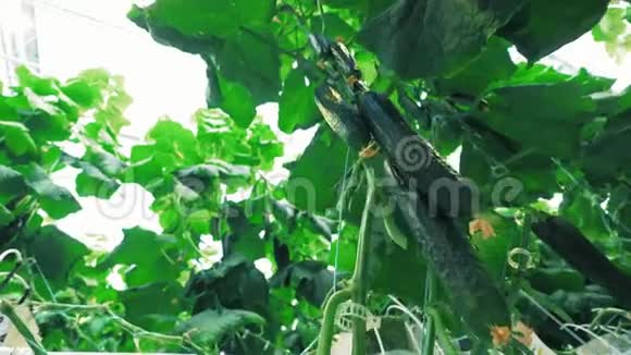 绿色黄瓜生长在植物上视频的预览图
