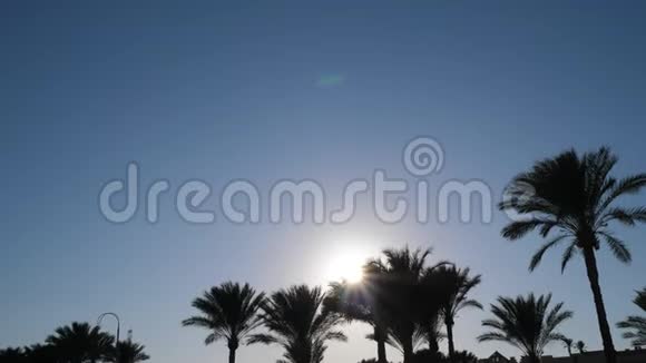 棕榈树顶天立地傍晚时分相机里有阳光4k视频3840x2160与您的文本位置视频的预览图