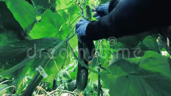 温室工人从树枝上收集黄瓜视频的预览图