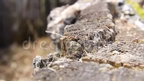 蚂蚁金服拿干草棒去蚁穴视频的预览图