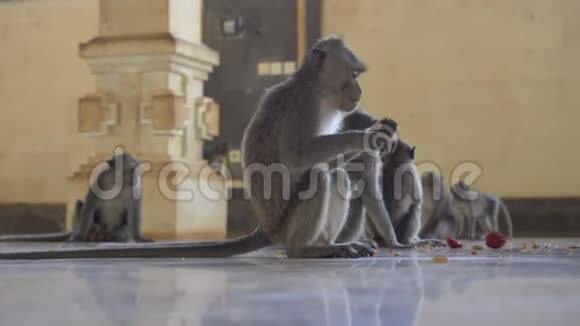 猕猴家族猴子在寺庙里觅食视频的预览图