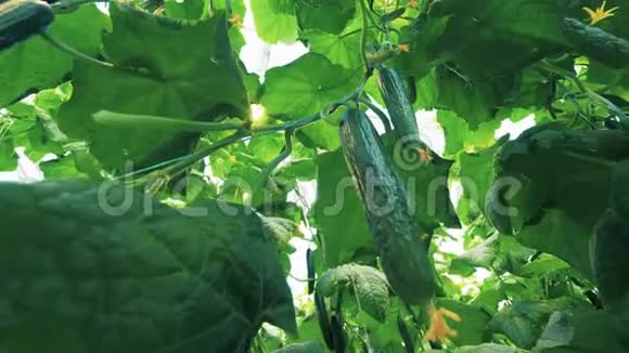 在温室里种植黄瓜的植物视频的预览图
