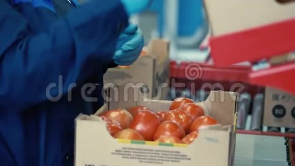 一个工人在箱子里检查成熟的西红柿视频的预览图