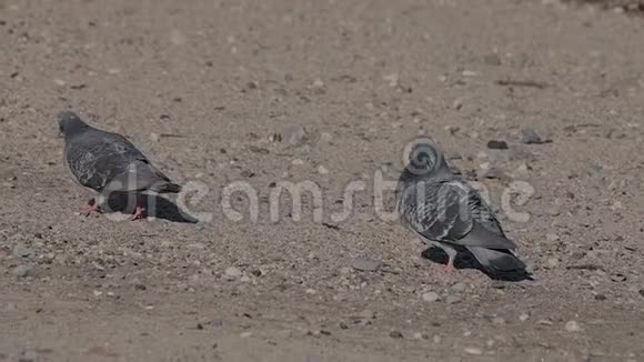 一只雄鸽在沙滩上向雌鸽求爱慢动作视频的预览图