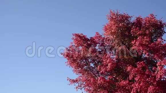 红枫的叶子在无云的蓝天和风中摇曳视频的预览图