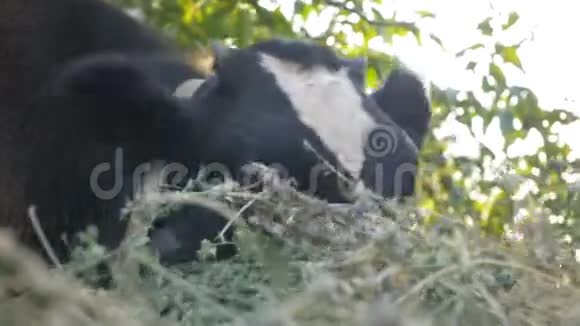奶牛吃干草视频的预览图