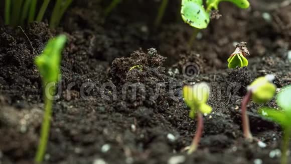 一个新的开始一个新的萌芽从土壤中浮现出来并在春天生长视频的预览图