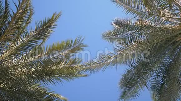 绿色的棕榈叶在阳光和蓝天的背景下随风飘扬放置你的文本4k视频视频的预览图