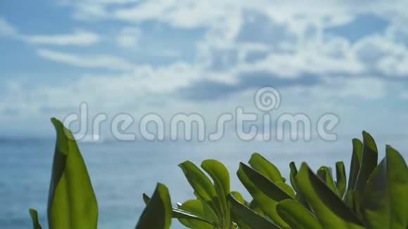 4K热带海滩的绿色树叶在模糊的海洋云景和抽象的明亮的水面上留下视频的预览图