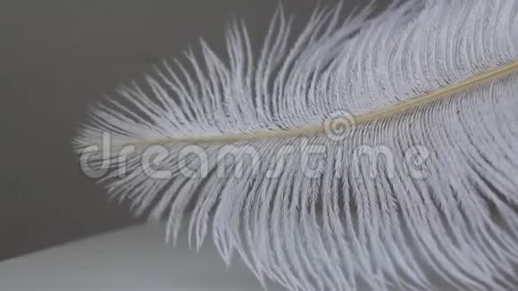 白色蓬松的鸵鸟羽毛躺在浅色的背景上很容易在风中移动视频的预览图