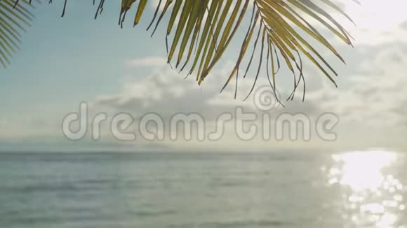 热带海滩上的棕榈叶与海洋相映阳光照射太阳在水面上闪烁蓝天视频的预览图