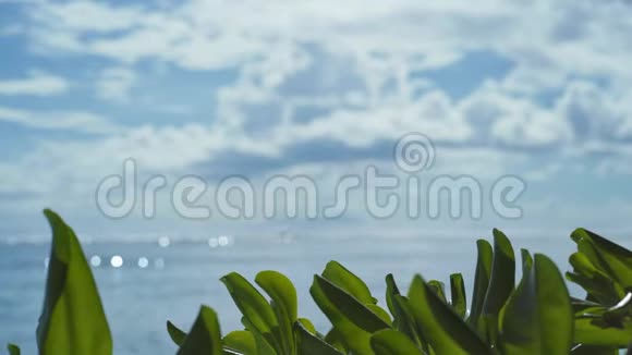 热带海滩绿色的叶子在模糊的海洋云景和抽象的明亮的水面上视频的预览图