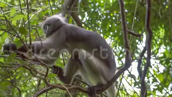 Dusky叶猴在森林中吃绿叶泰国克拉比Railay视频的预览图