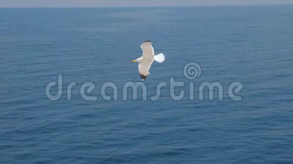 海鸥在海面上滑行海洋旅行趋势两只海鸥在蓝天上翱翔在天空中翱翔海鸥海鸥视频的预览图