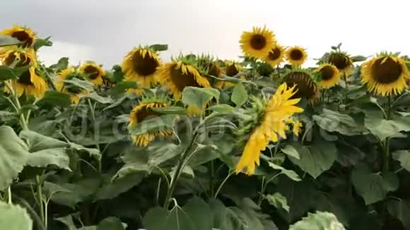 花田向日葵逆天向日葵在风中摇曳特写镜头美丽的田野和向日葵视频的预览图