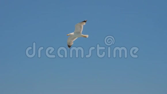 海鸥在蓝天上滑翔旅行趋势两只海鸥在蓝天上翱翔在天空中翱翔海鸥海鸥的叫声视频的预览图