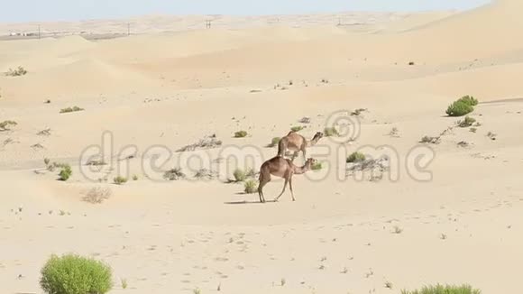阿联酋的两只中东骆驼在沙漠中行走视频的预览图