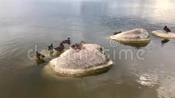 在夏天湖边的鸭子会清洗羽毛并洗澡视频的预览图
