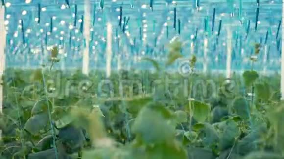 许多黄瓜植物生长在温室里视频的预览图