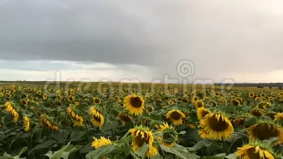 花田向日葵逆天向日葵在风中摇曳美丽的田野里有向日葵视频的预览图