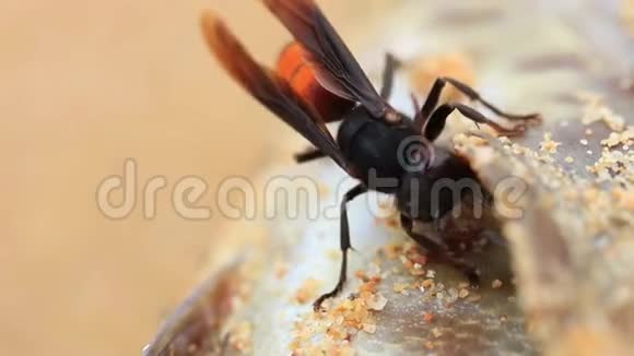 热带大马蜂咬死鱼的肉片视频的预览图