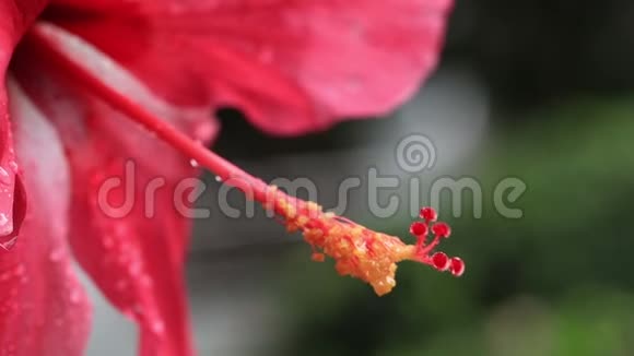 雨后一朵绚丽的红色芙蓉花在风中摇曳视频的预览图