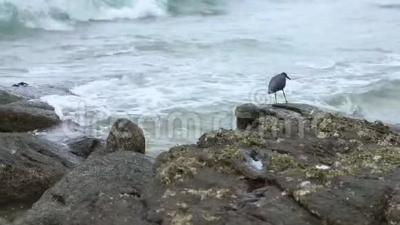 海水退潮时海鸟捕捉到鱼和螃蟹站在水边的石头上视频的预览图