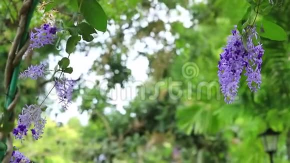 一朵朵美丽的花在风中摇动着小孢子的花视频的预览图