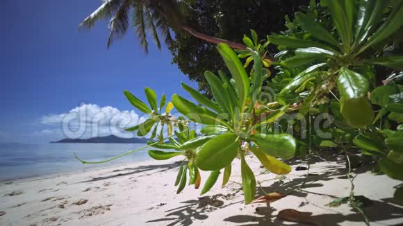 著名的AnseSourced塞舌尔岛LaDigue阿根廷海滩的微风热带植物Praslin岛视频的预览图