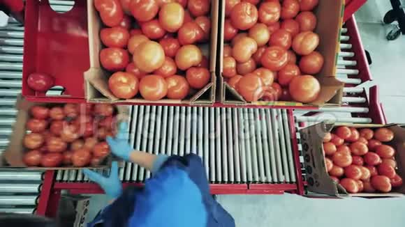 女人用熟透的西红柿在一条线上移动盒子农业农耕粮食生产理念视频的预览图