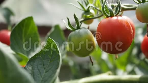 新鲜成熟的红西红柿在温室的高清视频视频的预览图