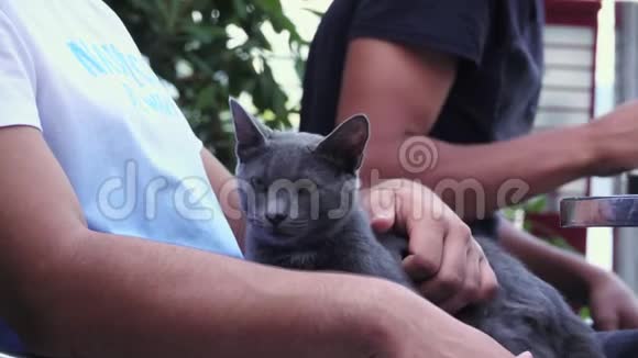 美丽的灰色流浪猫视频的预览图