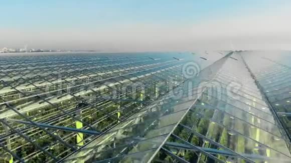温室鸟瞰工业温室的壮丽景色绿色的种植园穿过透明的天花板视频的预览图