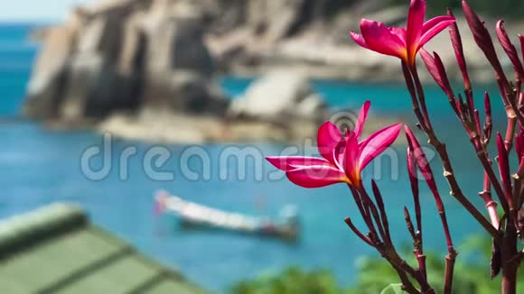 生动的红花梅花蓝色海湾的长尾船泰国亚洲视频的预览图