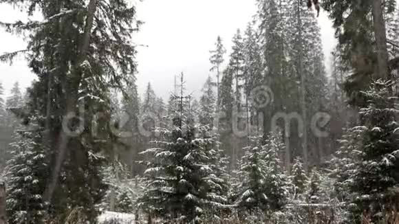 冬天森林里积雪覆盖着白雪视频的预览图