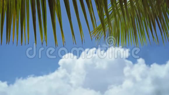 热带海滩上的棕榈树叶子平静地在微风中摇曳在蓝天上白云异国旅行内容视频的预览图