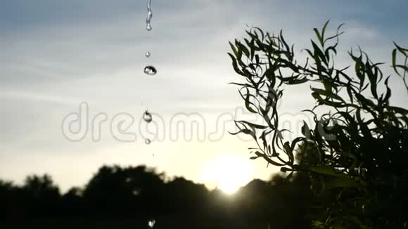 从一个大水缸里流出的水流在一棵高大树木的背景下从下面涌到一棵绿色植物上视频的预览图