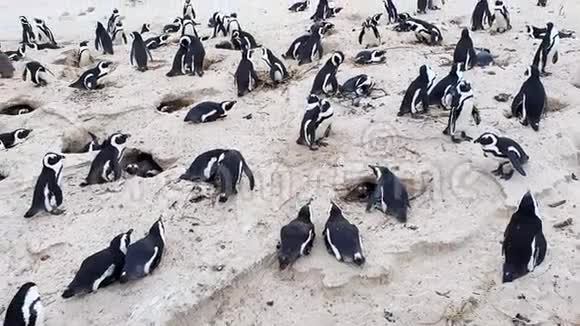黑脚企鹅在好望角博尔德海滩视频的预览图