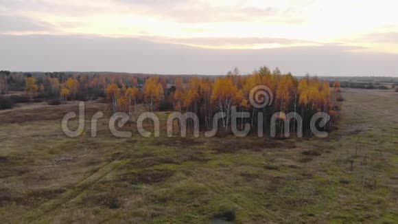 秋天的风景黄桦林下美丽美妙的天空鸟瞰视频的预览图