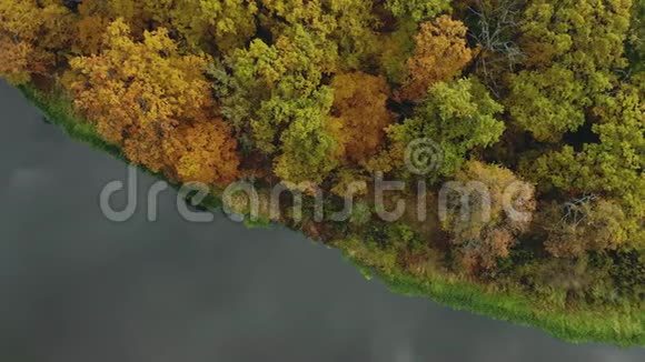 站在河边的五颜六色的树木的鸟瞰图飞越秋冠多色森林视频的预览图