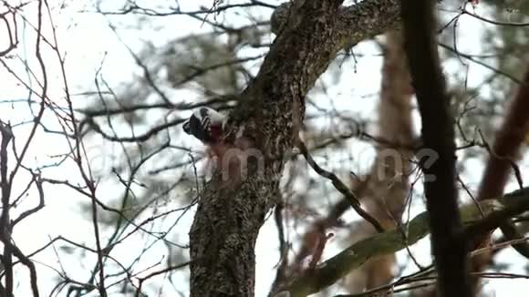 啄木鸟在林中摇曳的树木背景下锤击树干视频的预览图