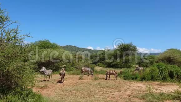 斑马在非洲塔拉吉雷野生动物园的色彩斑斓风景如画干燥的热带草原上放牧视频的预览图