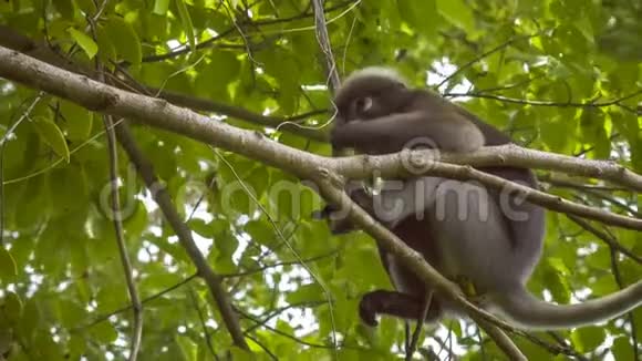 杜斯基叶猴在树上的叶猴吃着绿叶看着下面泰国克拉比视频的预览图