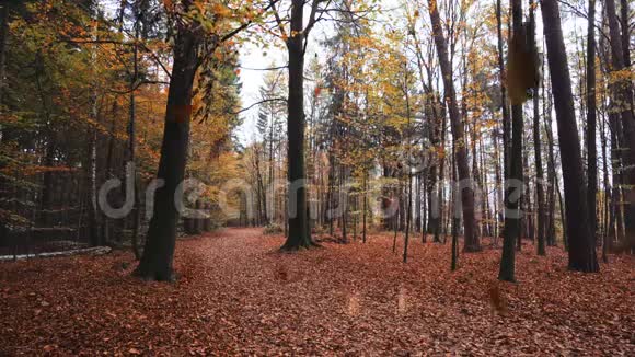 秋天的树叶落在镜头前背景是森林11月季节天气概念视频的预览图