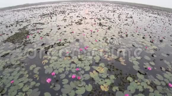 泰国乌登塔尼红莲湖或塔雷布阿登早景视频的预览图
