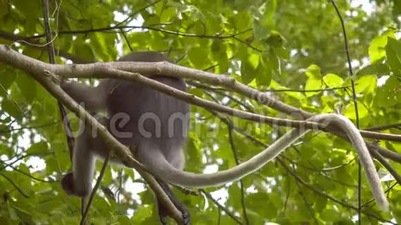 泰国克拉比州拉雷市树上的叶猴吃绿叶的叶猴和观赏树视频的预览图