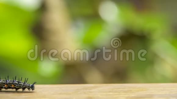 五颜六色的带刺蝴蝶毛毛虫爬在木头表面RailayKrabi视频的预览图