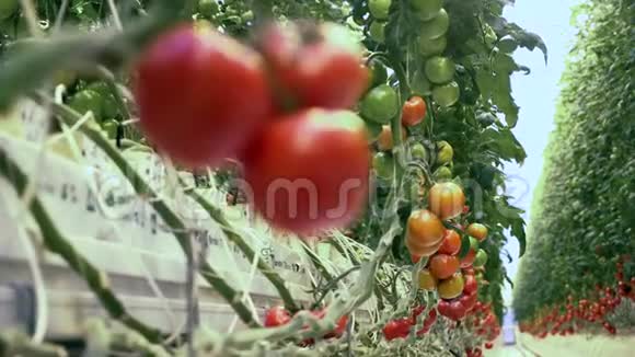 红和绿西红柿生长在一个温室里新鲜健康的有机蔬菜视频的预览图