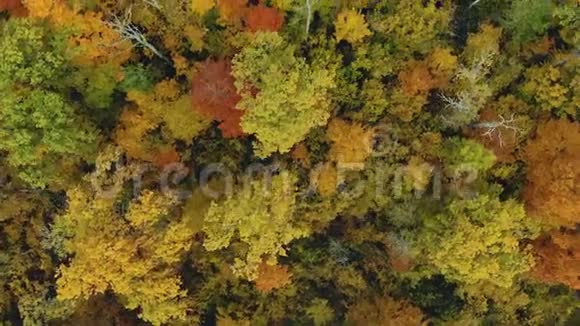 无人机飞过五颜六色的秋树美丽的彩色季节树叶视频的预览图